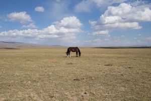 central asia kirghizistan stefano majno lonely horse song kul.jpg